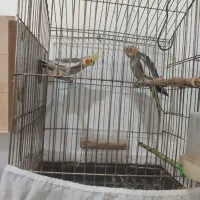 عروس هلندی و مینا