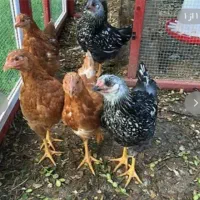 فروش 6 عدد جوجه محلی  2 ماهه