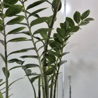 تولید و پخش گل و گیاه آپارتمانی ،درخچه های زینتی