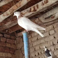 کبوتر|پرنده|مرودشت, مجد آباد|دیوار