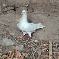 کبوتر