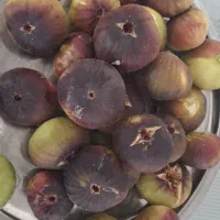 انجیر تازه