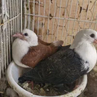 یک جفط جوجه کلاغ