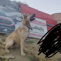 واگذاری سگ سرابی