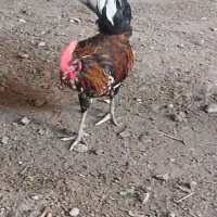 خروس و مرغ