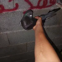 کبو تر