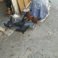 مرغ و خروس محلی