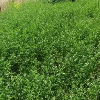 یونجه|خوردنی و آشامیدنی|نقده, |دیوار
