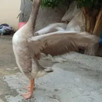 دوتا قاز