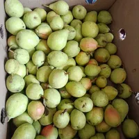 گلابی|خوردنی و آشامیدنی|خرمآباد, |دیوار