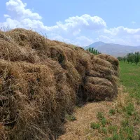 یونجه درجه یک