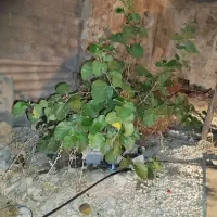 فروش و اجاره یه باب ساختمان درکوری منظر