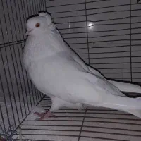 نر سفید کاکلی تهرونی چشم موزی