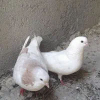 کفتر در شاهنامه