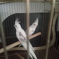 ﻋﺮﻭﺱ ﺁﻟﺒﻴﻨﻮ|پرنده|میاندوآب, |دیوار