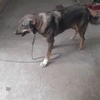 سگ نگهبان