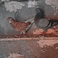 کبوتر سبز کاشانی