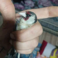 سهره دورگ ذاغ ماده