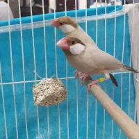 نرگسی شکلاتی با جوجه