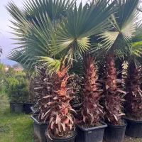 طراحی فضای سبز و خدمات باغچه