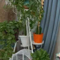 استند فلزی  برای زیباتر ونظم دهی بیشتر ب دکور