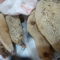 عسل طبیعی باشاخه حدود25کیلودارم