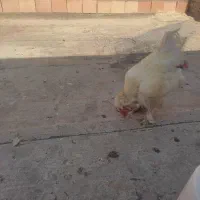 جوجه برهما و کاکلی