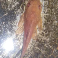 فروش لجنخوار یا کت پوزه به اندازه یک انگشت اشاره