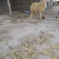 بره نر|حیوانات مزرعه|بندرعباس, |دیوار