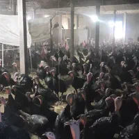 بوقلمون کاملاً ارگانیک نر و ماده 6 ماهه