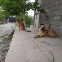 سگ سرابی