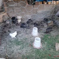 مرغ و خروس و بوقلمون