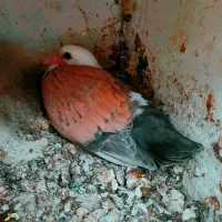 جوجه کله سفید فروشی