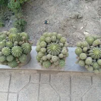 ماداگاسکار ، کاکتوس توپی بچه زا و افوربیا