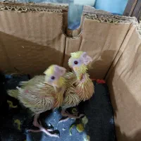 جوجه عروس هلندی