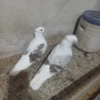 نر و ماده پشتدار