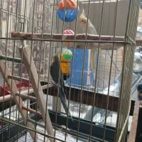 فروش عروس هلندی به شرط