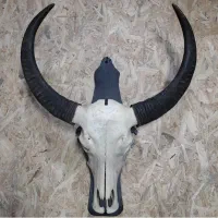 شاخ بوفالو وارداتی تایلندی