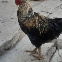 فروش مرغ خروس مشکی