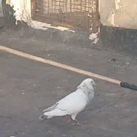 سار نقره ای