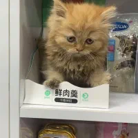 توله پرشین گارفیلدی