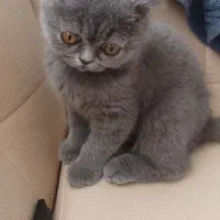 بلو اسکاتیش