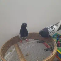 کفتر سینه با دوتا جوجه
