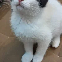 واگذاری رایگان سه تا گربه پنج ماهه