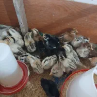 فروش جوجه محلی کرچشو در بندرانزلی