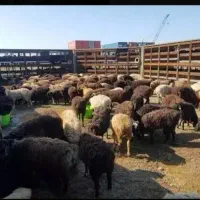 گوسفند نر .شیشک .میش قصاب رایگان تخفیف دار