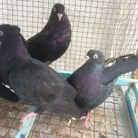زاغ کاکلی و بی کاکل هندی