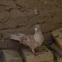کفتر اصفهانی و پشت دار زرد