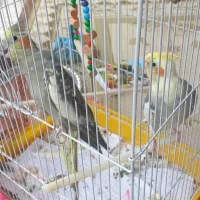 عروس هلندی نر و ماده