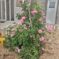 خط دائمی